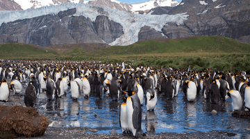 Экспедиционный круиз «Субантарктика и Антарктида с использованием вертолетов» на судне ледового класса Ortelius
