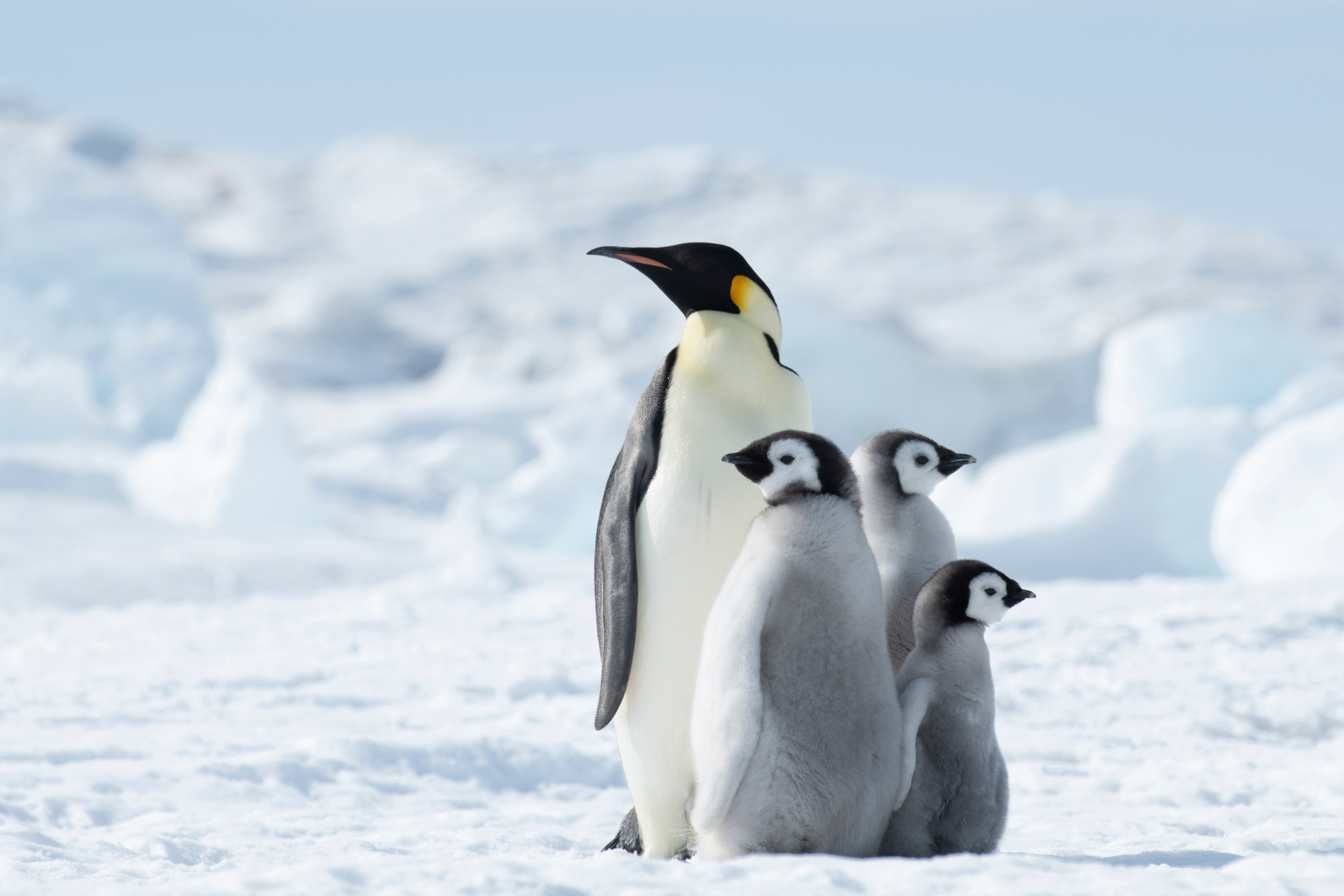 Антарктида: путешествие мечты