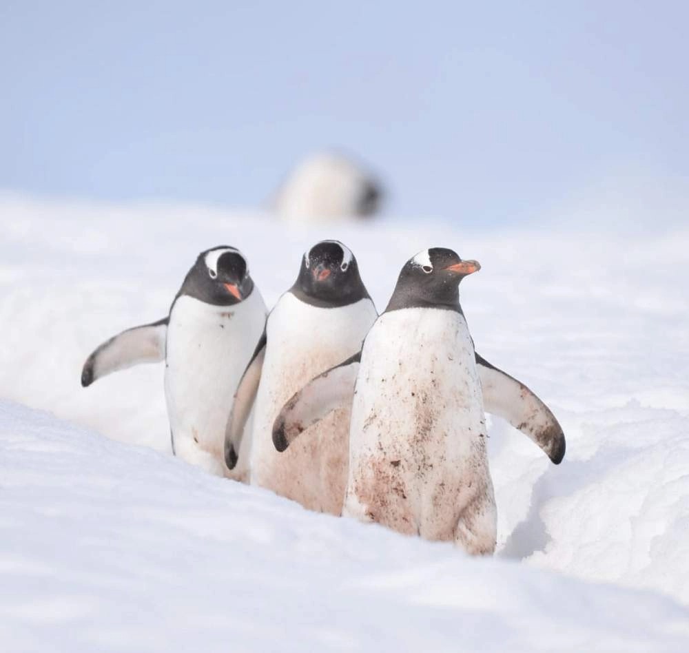 Экспедиционный круиз в Антарктику «Море Уэдделла. В поисках императорских пингвинов» на борту судна ледового класса Ortelius