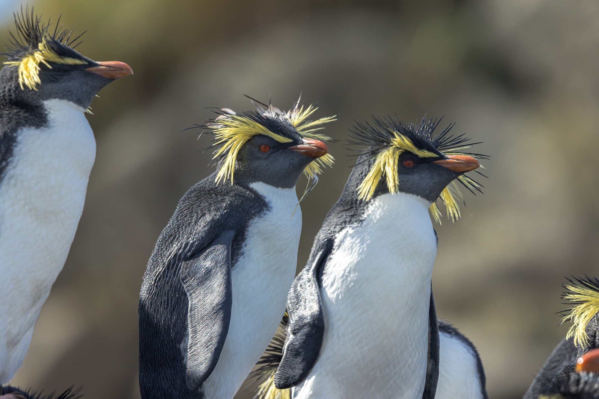 Трансатлантический круиз: три материка, два океана