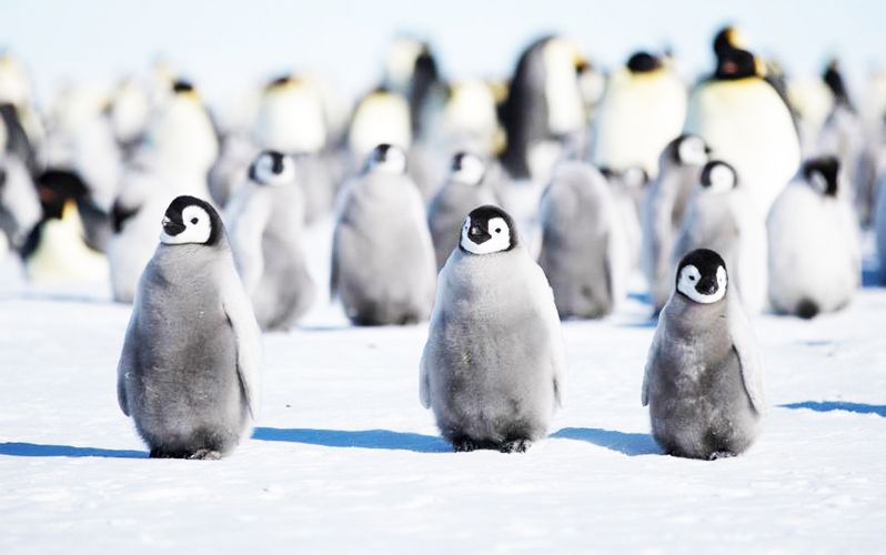 Экспедиционный круиз к Антарктическому полуострову «Активные приключения в Антарктике» на судне ледового класса Ortelius