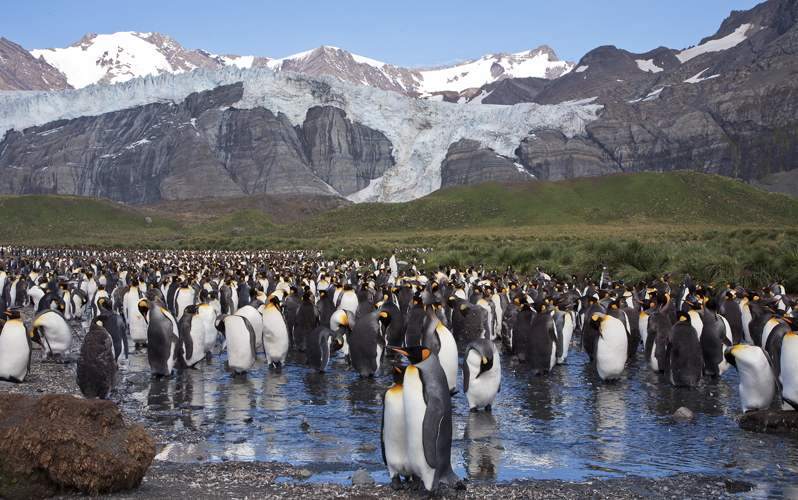Экспедиционный круиз в Антарктику «Фолклендские острова, Южная Георгия и Антарктида» на судне ледового класса Ortelius