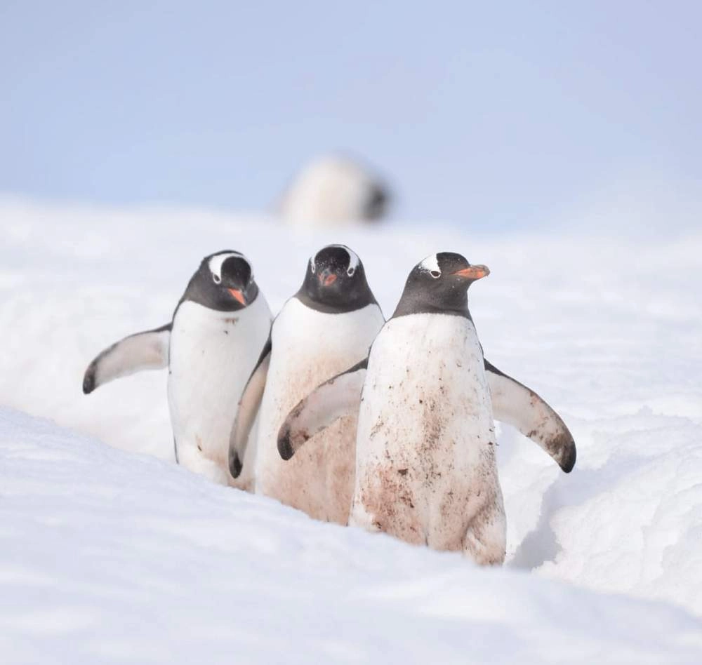 Экспедиционный круиз в Антарктику «Активные приключения в море Уэдделла» на судне Ortelius