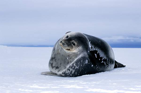 Экспедиционный круиз к Антарктическому полуострову «Море Уэдделла» на борту роскошного ледокола Le Commandant Charcot (14 дней)