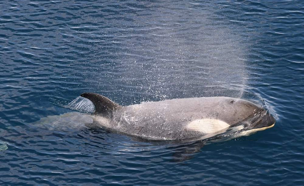 Экспедиционный круиз к Антарктическому полуострову «Пересекая полярный круг» на борту судна ледового класса Hondius