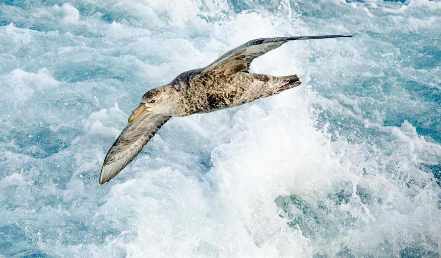 Экспедиционный круиз к Антарктическому полуострову на борту судна ледового класса Magellan Explorer (с перелетом через пролив Дрейка)