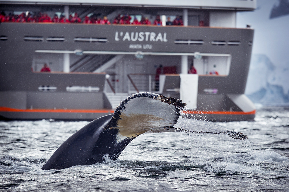 Экспедиционный круиз в Антарктику «Южная Георгия, Фолклендские острова и Антарктический полуостров» на мега-яхте L’Austral