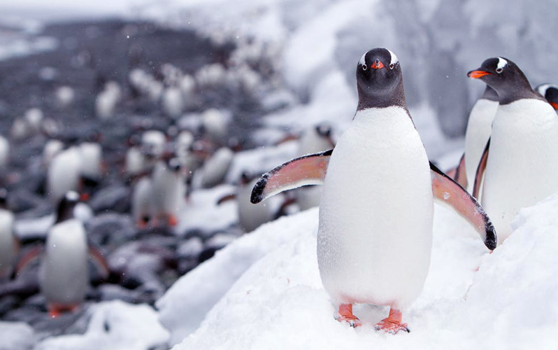 Экспедиционный круиз в Антарктику «Южная Георгия, Фолклендские острова и Антарктида» на судне ледового класса Hondius