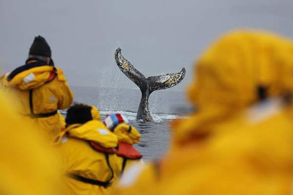Экспедиционный круиз к Антарктическому полуострову на судне ледового класса Hondius с наблюдением за китами