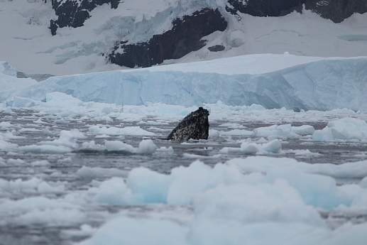 Круиз Экспедиционный круиз в Антарктику «Антарктический полуостров, Фолклендские острова, Южная Георгия» на мега-яхте L’Austral (реверсный маршрут)