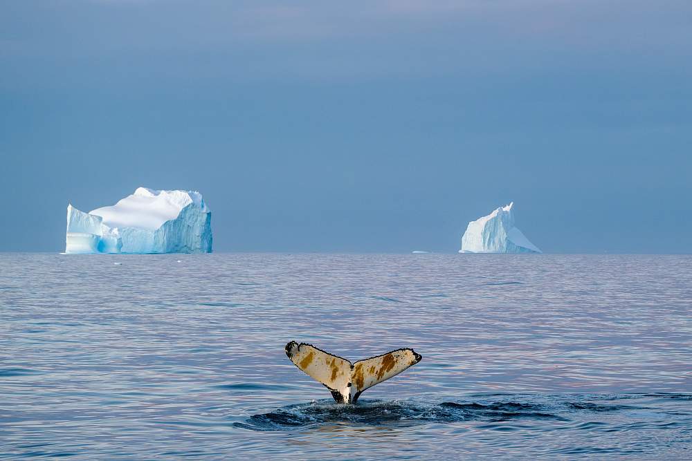 Парусная экспедиция к Антарктическому полуострову на судне Scorpius (с перелетом через пролив Дрейка)