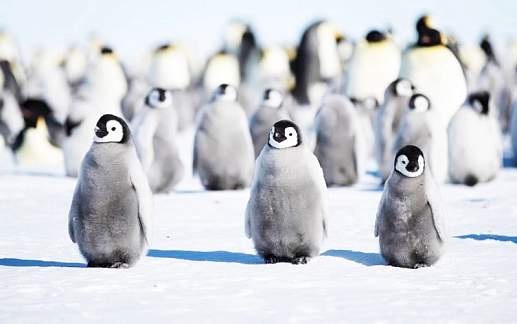 Круиз Экспедиционный круиз в Антарктику «Море Уэдделла. В поисках императорских пингвинов» на борту судна ледового класса Ortelius