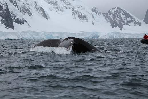 Круиз Экспедиционный круиз к Антарктическому полуострову на мега-яхте L'Austral