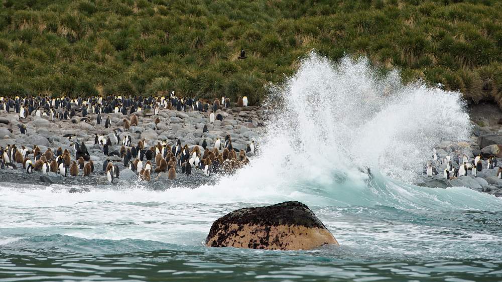 Экспедиционный круиз к Антарктическому полуострову «Вся Антарктика в одном путешествии» на судне «Си Спирит» (23 дня)