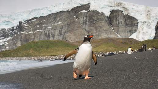 Круиз Экспедиционный круиз к Антарктическому полуострову «Вся Антарктика в одном путешествии» на судне «Си Спирит» (21 день)