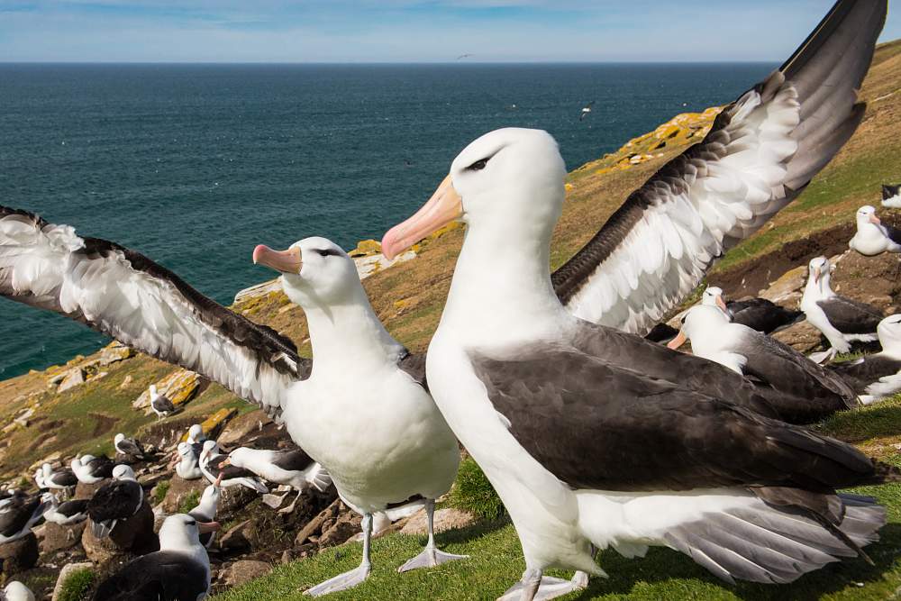 Экспедиционный круиз в Антарктику «Фолклендские острова и Южная Георгия» на судне «Си Спирит»