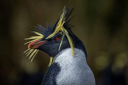 Круиз Экспедиционный круиз «Острова Южной Атлантики, Южная Георгия, Антарктический полуостров» на мега-яхте SH Diana (Кейптаун – Ушуайя)