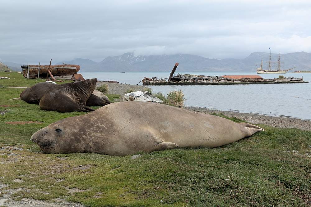 Экспедиционный круиз в Антарктику «Южная Георгия, Фолклендские острова и Антарктический полуостров» на мега-яхте класса «люкс» Le Boréal