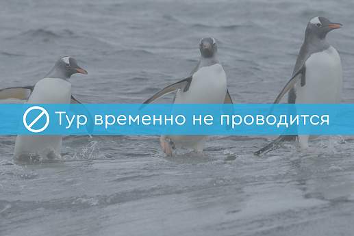 Круиз Экспедиционный круиз в Антарктиду «Пересекая полярный круг» на судне Ortelius (16 дней)