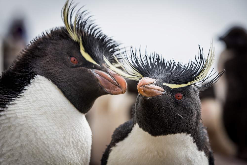 Экспедиционный круиз в Антарктику «Фолклендские острова и Южная Георгия» на судне «Си Спирит»