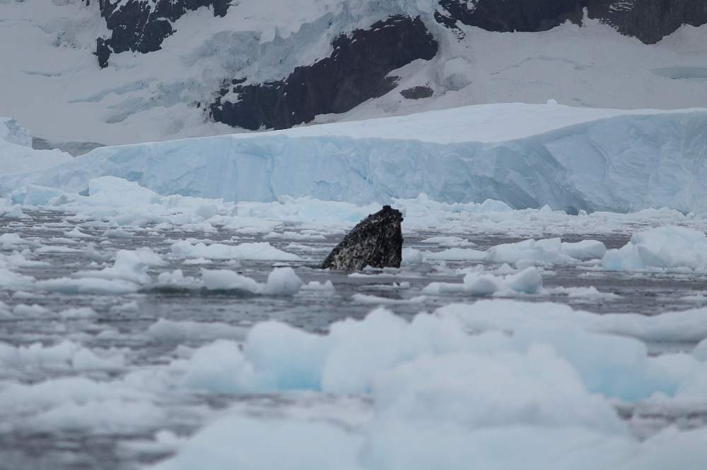 Экспедиционный круиз в Антарктику «Антарктический полуостров, Фолклендские острова, Южная Георгия» на мега-яхте класса «люкс» Le Lyrial
