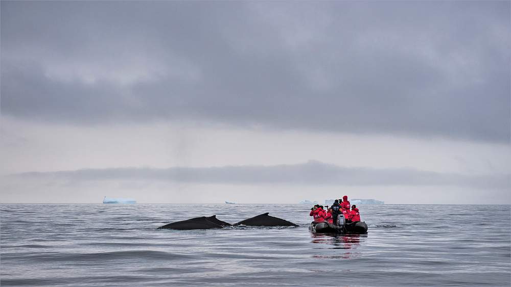 Экспедиционный круиз к Антарктическому полуострову «Мир айсбергов и пингвинов» на судне «Си Спирит»
