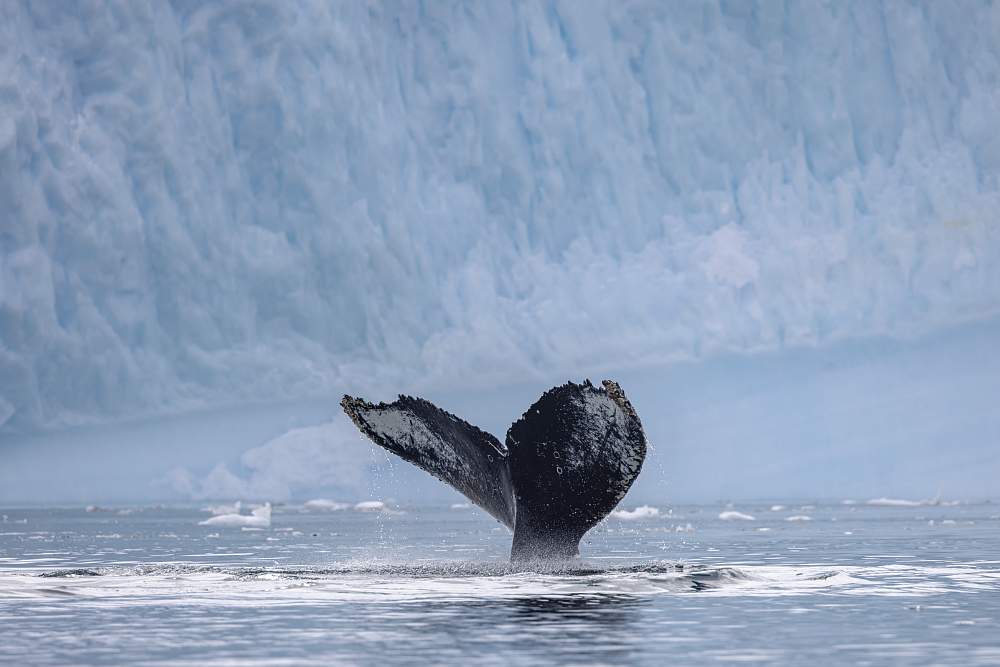 Экспедиционный круиз «Антарктический полуостров, Южная Георгия и острова Южной Атлантики» на мега-яхте SH Diana (Ушуайя – Кейптаун)