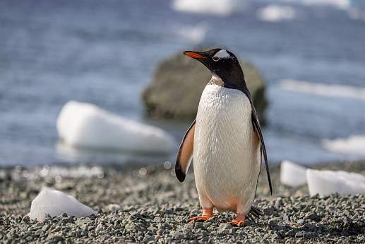 Круиз Экспедиционный круиз к Антарктическому полуострову «За Полярным кругом» на мега-яхте SH Vega