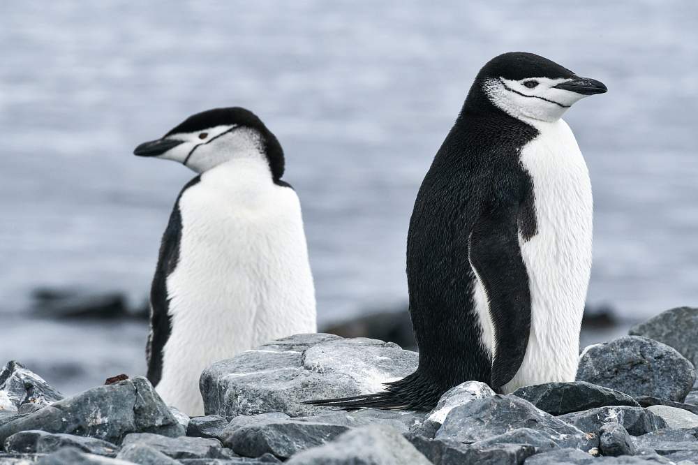 Экспедиционный круиз к Антарктическому полуострову на роскошном судне Scenic Eclipse