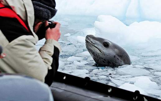 Круиз Экспедиционный круиз в Антарктику «Южная Георгия, Фолклендские острова и Антарктида» на судне ледового класса Hondius (20 дней)