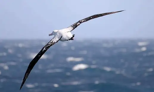 Круиз Экспедиционный круиз к Антарктическому полуострову «Пересекая полярный круг» на борту судна ледового класса Hondius