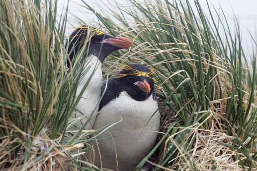 Круиз Экспедиционный круиз на Фолклендские острова, Южную Георгию и Антарктический полуостров на борту теплохода Plancius (19 дней)