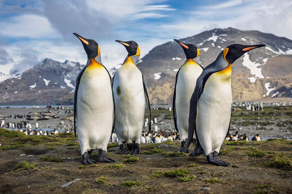 Экспедиционный круиз «Острова Южной Атлантики, Южная Георгия, Антарктический полуостров» на мега-яхте SH Diana (Кейптаун – Ушуайя)