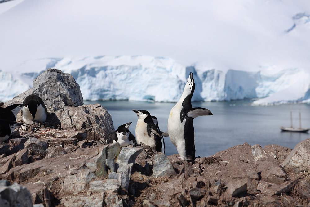 Парусная экспедиция к Антарктическому полуострову на судне Amazone (с однократным перелетом через пролив Дрейка) (Пунта-Аренас – Ушуайя)