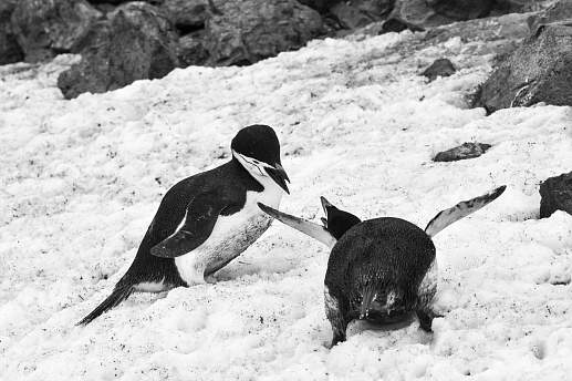 Круиз Экспедиционный круиз в Антарктику «Большое Южное путешествие» на мега-яхте класса «люкс» Le Lyrial