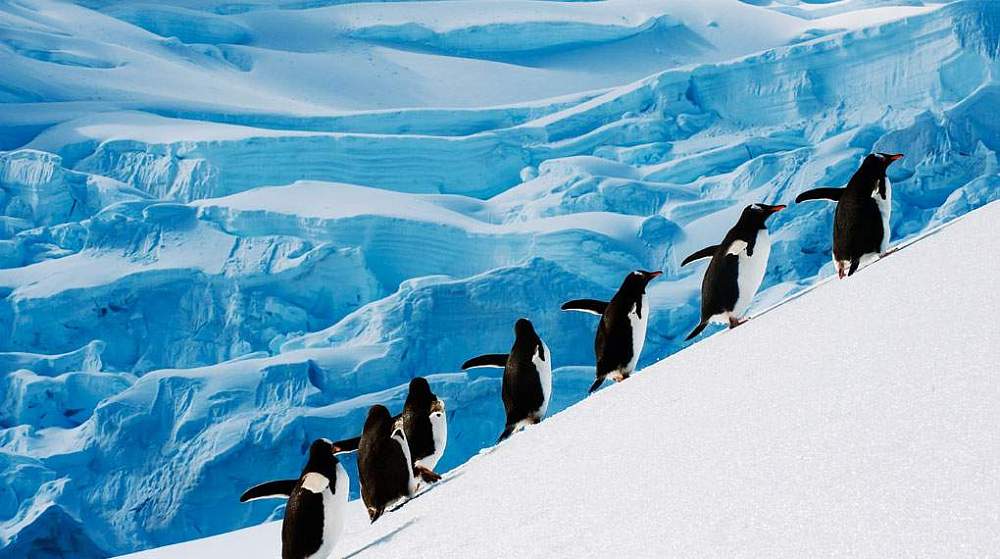 Путешествие в Антарктиду с перелетом на частном самолете