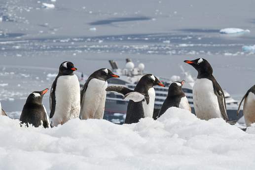 Круиз Экспедиционный круиз в Антарктику «Большое Южное путешествие» на мега-яхте класса «люкс» Le Boreal