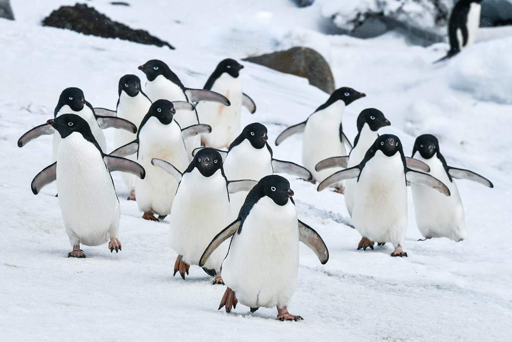 Экспедиционный круиз к Антарктическому полуострову на роскошном судне Scenic Eclipse