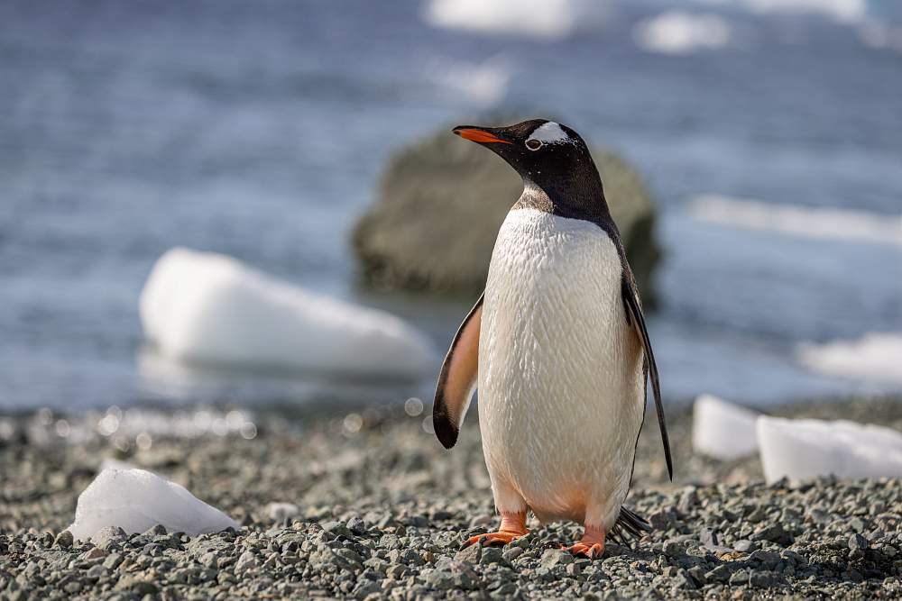 Экспедиционный круиз к Антарктическому полуострову, Фолклендским островам и Южной Георгии на мега-яхте SH Minerva (19 дней)