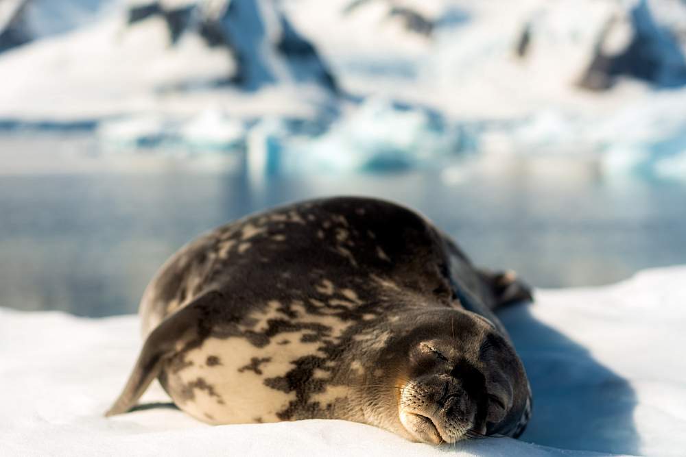 Парусная экспедиция к Антарктическому полуострову на судне Scorpius (с однократным перелетом через пролив Дрейка) (Пунта-Аренас – Ушуайя)