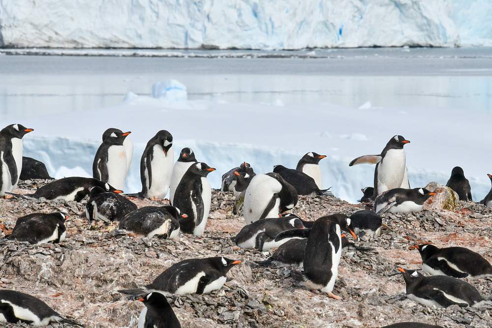 Экспедиционный круиз к Антарктическому полуострову «Новый год в Антарктиде» на роскошном судне Scenic Eclipse I (16 дней)