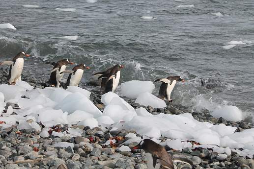 Круиз Экспедиционный круиз в Антарктику «Фолклендские острова, Южная Георгия и Антарктида» на судне ледового класса Ortelius