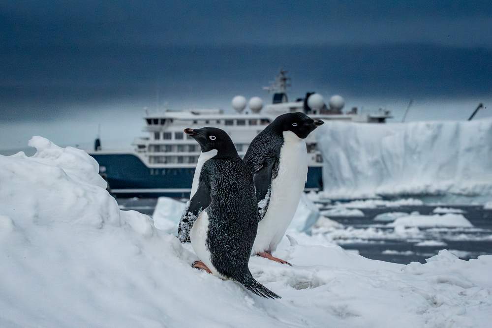 Экспедиционный круиз «Острова Южной Атлантики, Южная Георгия, Антарктический полуостров» на мега-яхте SH Diana (Кейптаун – Ушуайя)