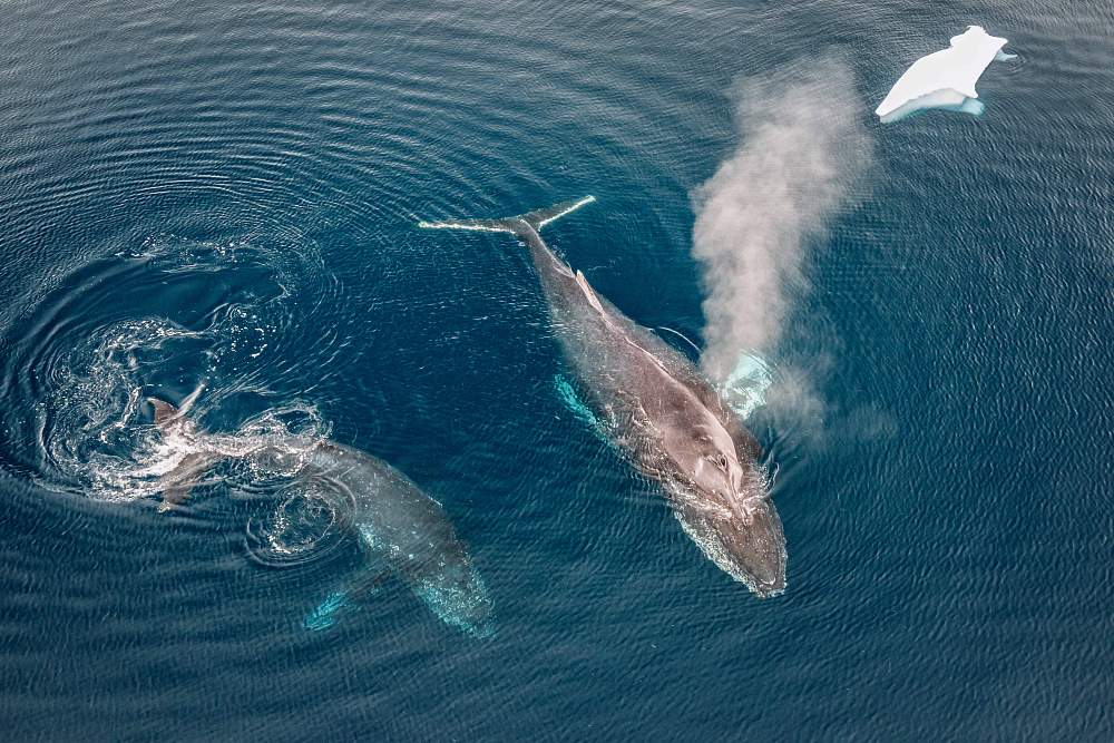 Экспедиционный круиз на мега-яхте SH Minerva «Эхо морей. Фантастическое путешествие из Антарктиды в Новую Зеландию»