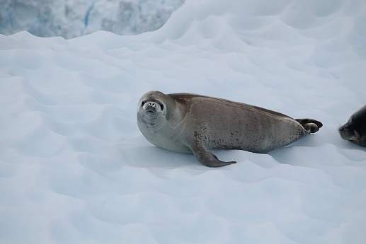 Круиз Экспедиционный круиз к Антарктическому полуострову на судне ледового класса Hondius