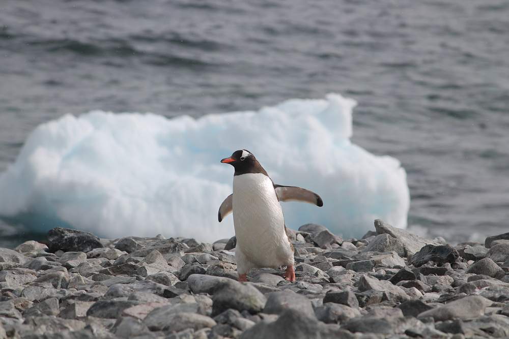 Экспедиционный круиз к Антарктическому полуострову на судне ледового класса Hondius с наблюдением за китами