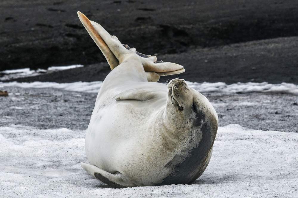 Экспедиционный круиз к Антарктическому полуострову «Новый год в Антарктиде» на роскошном судне Scenic Eclipse I (16 дней)