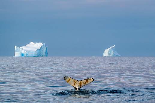 Круиз Парусная экспедиция к Антарктическому полуострову на судне Scorpius (с однократным перелетом через пролив Дрейка) (Ушуайя – Пунта-Аренас)