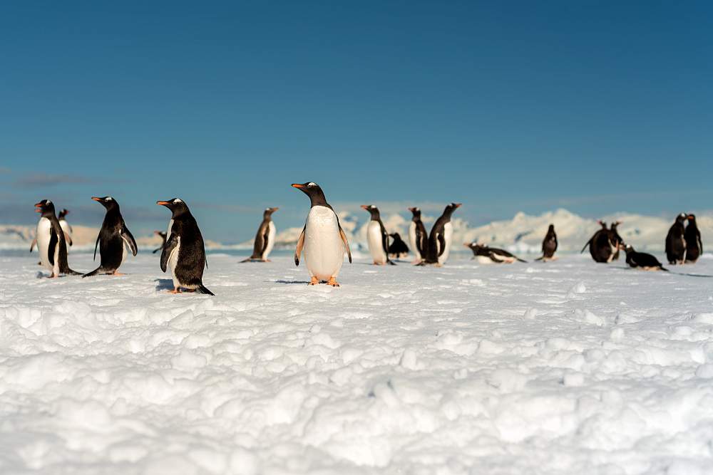 Парусная экспедиция к Антарктическому полуострову на судне Scorpius (с перелетом через пролив Дрейка)