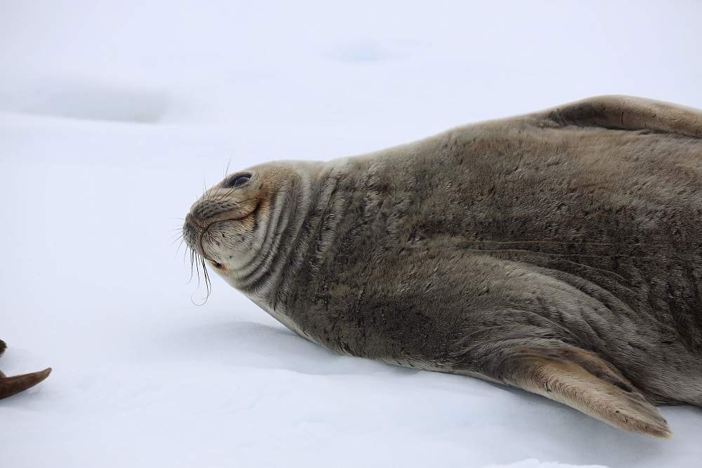 Парусная экспедиция к Антарктическому полуострову на судне Eldorado (с однократным перелетом через пролив Дрейка) (Ушуайя – Пунта-Аренас)